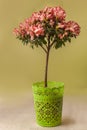 Blooming stam tree of red and white azalea Rhododendron in green pot