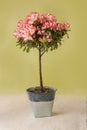 Blooming stam tree of red and white azalea Rhododendron in vintage pot
