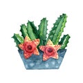 Blooming stapelia in small blue clay pot isolated on white background. Watercolor illustration.