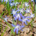 Blooming star hyacinths, Chionodoxa, in spring Royalty Free Stock Photo