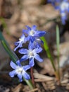 Blooming star hyacinths, Chionodoxa, in spring Royalty Free Stock Photo