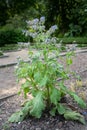 Blooming starflower Borago officinalis whole plant, Mediterranean herb in a vegetable garden