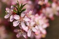 Blooming steppe almond Prunus tenella. Natural plant background with pink flowers