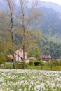 Blooming steppe field with wild narcissus flower at the Swiss Alps i
