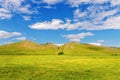 Blooming steppe of Khakassia and lonely trees