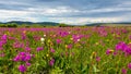 Blooming steppe in Khakassia in June Royalty Free Stock Photo