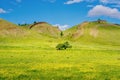 Blooming steppe of Khakassia and lonely trees