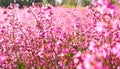 Blooming sticky catchflies (Silene viscaria). A field of blooming pink herbs