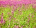 Blooming sticky catchflies (Silene viscaria)