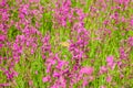 Blooming sticky catchflies (Silene viscaria)