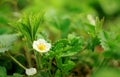 Blooming strawberries in the garden. vegetable garden concept