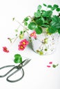 Blooming strawberries with pink flowers in flowerpot and scissors on white background in studio Royalty Free Stock Photo