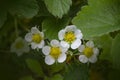 Blooming strawberries plants. Defocused White strawberry flowers on bush with green leaves. Selective focus Royalty Free Stock Photo