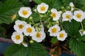 Blooming strawberries plants. Strawberry bush . White strawberry flowers. Strawberries in the garden. Close-Up. Selective focus.
