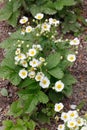 Blooming strawberries plants. Strawberry bush . White strawberry flowers. Strawberries in the garden. Close-Up. Selective focus.