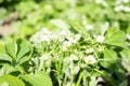 Blooming strawberries. Small white flowers on green leaves background