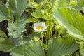 Blooming strawberries. Strawberry flower close-up Royalty Free Stock Photo
