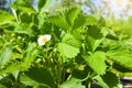 Blooming strawberries on a sunny day in the garden