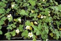 Blooming strawberries/ White strawberry flowers/ Strawberry bush/ Strawberries in the garden/ Close-Up/ Selective focus Royalty Free Stock Photo