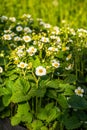 Blooming strawberries. White strawberry flowers. Strawberry bush.Strawberries in the garden. Selective focus Royalty Free Stock Photo