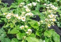 Blooming strawberry bush. Royalty Free Stock Photo