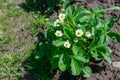 Blooming strawberry bush on gardenbed in the garden.Harvesting