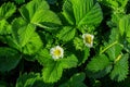 Blooming strawberry bush Latin: Fragaria in the morning dew, close-up. Flowering of strawberry bushes in the garden Royalty Free Stock Photo