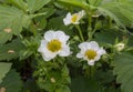 Blooming strawberry close-up