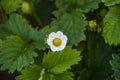 Blooming strawberry. Royalty Free Stock Photo