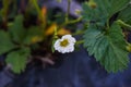 Blooming strawberry. Royalty Free Stock Photo