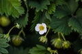 Blooming strawberry. Royalty Free Stock Photo