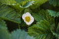 Blooming strawberry. Royalty Free Stock Photo