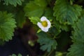 Blooming strawberry. Royalty Free Stock Photo