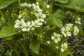 Blooming strawberry close-up, growing strawberries on the farm Royalty Free Stock Photo