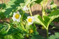 Blooming strawberry close up Royalty Free Stock Photo