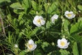 Blooming strawberry