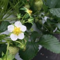 Blooming strawberry flower