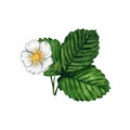 Blooming strawberry flower with green leaves isolated on white background, hand drawn watercolor illustration. Royalty Free Stock Photo