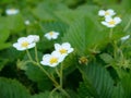 Blooming strawberry flowers