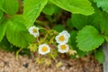 Blooming strawberry flowers on a home garden Royalty Free Stock Photo