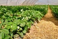 Blooming strawberry fruit plants with withe flowers under tunnel dome greenhouse Royalty Free Stock Photo