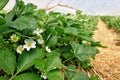 Blooming strawberry fruit plants with withe flowers under tunnel greenhouse Royalty Free Stock Photo