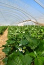 Blooming strawberry fruit plants with withe flowers under tunnel greenhouse Royalty Free Stock Photo