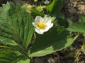 Blooming strawberry