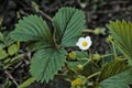 Blooming strawberry, green garden near the house, Royalty Free Stock Photo