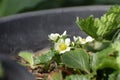 Blooming Strawberry Plant