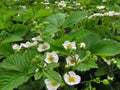 blooming strawberry in the vegetable garden