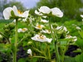 blooming strawberry in the vegetable garden