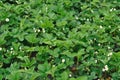 blooming strawberry in the vegetable garden