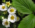 blooming strawberry in the vegetable garden